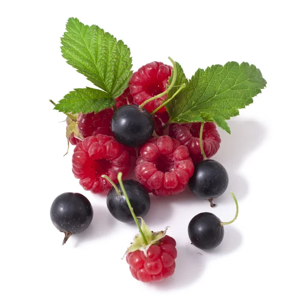 Currant and raspberry — Stock Photo, Image