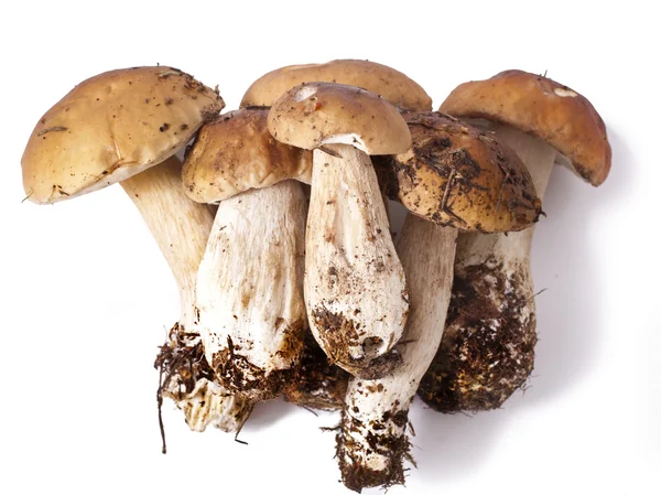 Funghi — Foto Stock