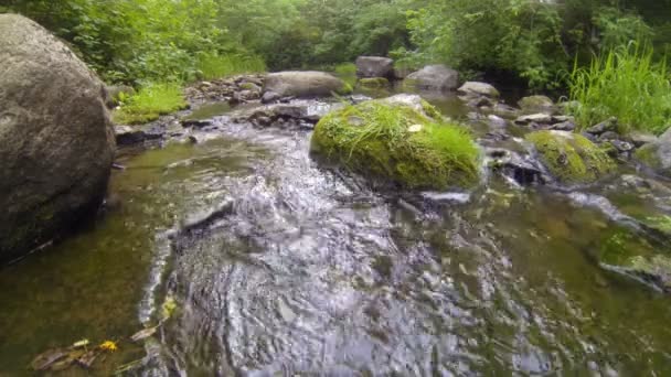 Erdő patak — Stock videók