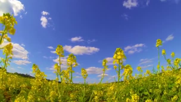 双低油菜籽 — 图库视频影像