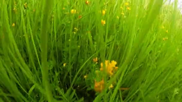 Herbe — Video