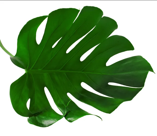 몬스 테라 식물의 잎 — 스톡 사진