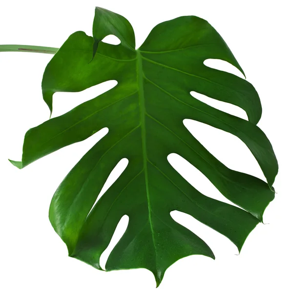 Monstera bitki yaprağı — Stok fotoğraf