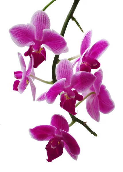 Orchidee — Stockfoto