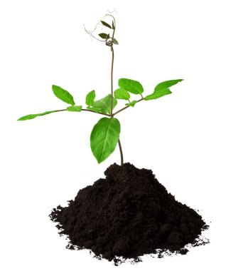 küçük cobaea scandens