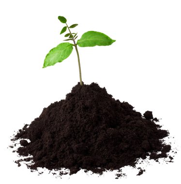 küçük cobaea scandens