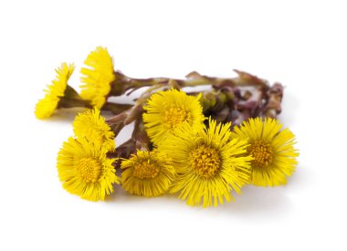 Coltsfoot clipart