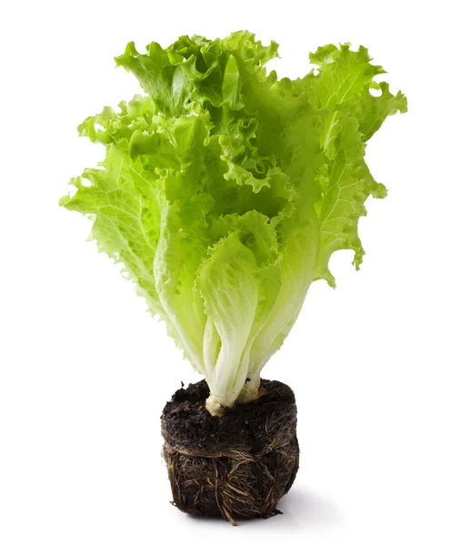 Kopfsalat — Stockfoto