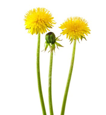 Karahindiba.