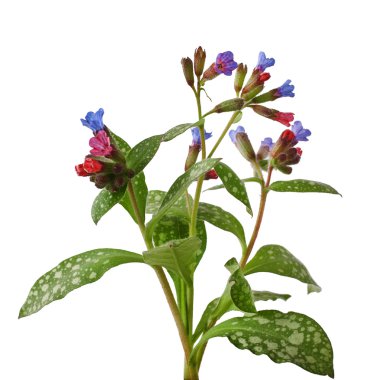 Lungwort medicinal clipart