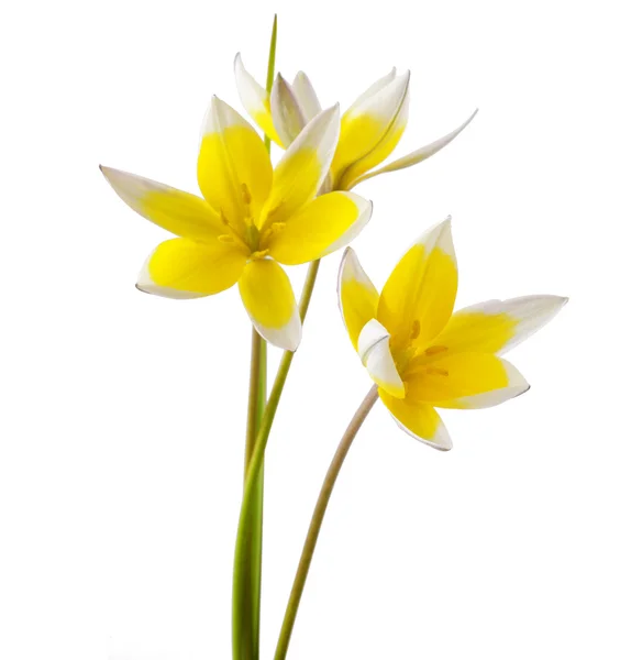 Tulpe — Stockfoto