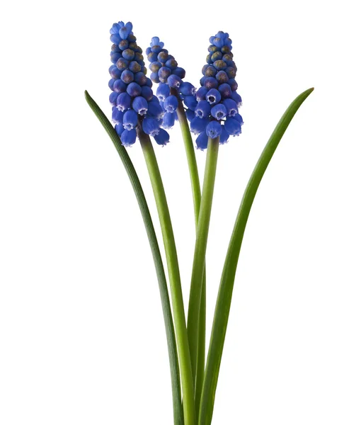 Muscari — Stok fotoğraf