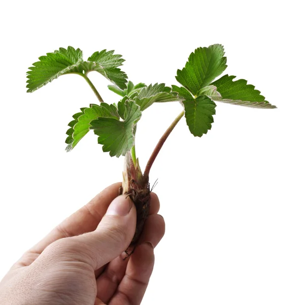 Aardbeien — Stockfoto