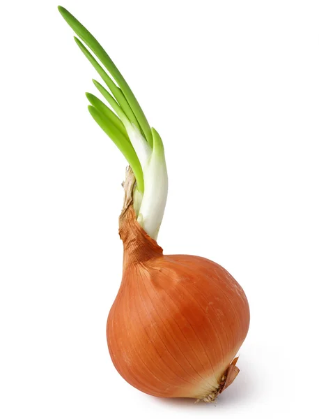 Onion Royalty Free Stock Photos