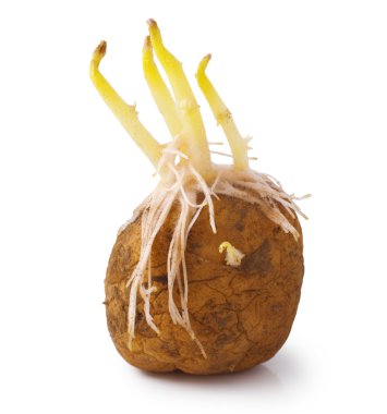 Patates.