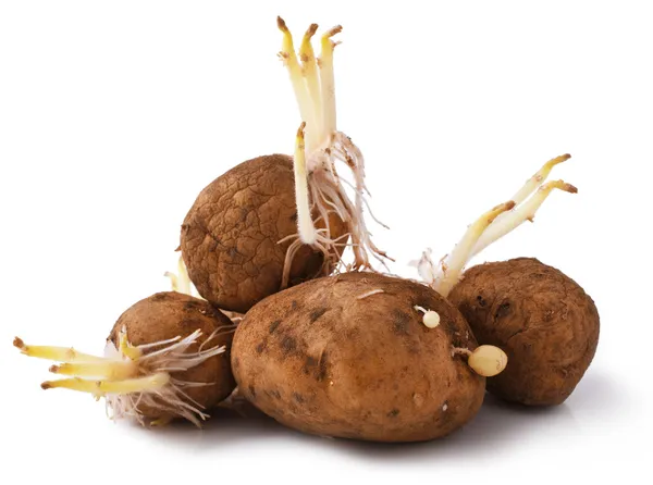 Potatoes — Stock Photo, Image