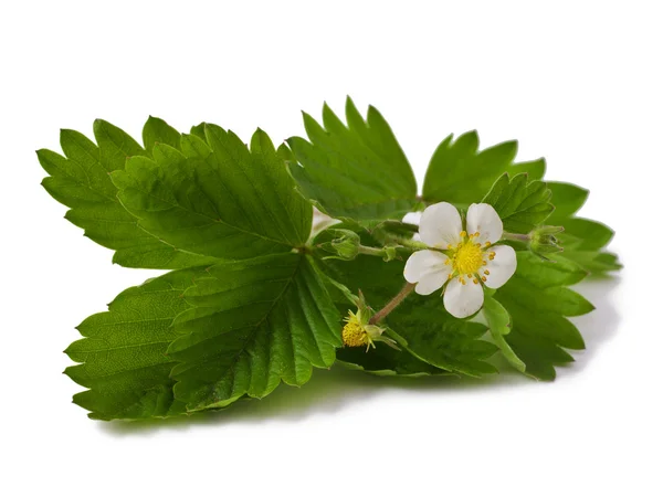 Strawberry — Stock Photo, Image