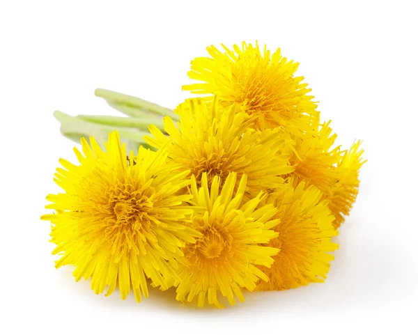 Karahindiba.