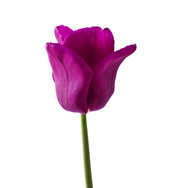 Tulpen — Stockfoto