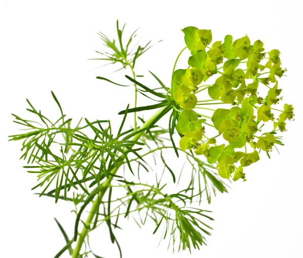 Cypress spurge — Stock Photo, Image