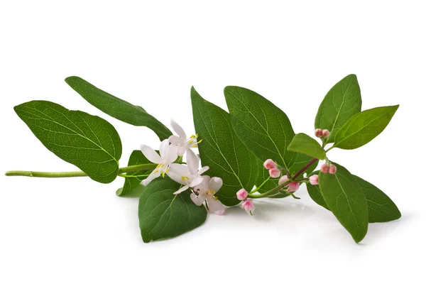 Rosafarbenes Geißblatt — Stockfoto