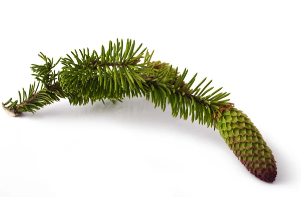 Fir branch — Stock Photo, Image