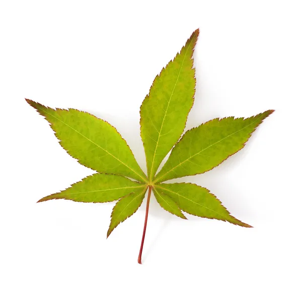 Japanese maple tree leaf — Stock Photo, Image