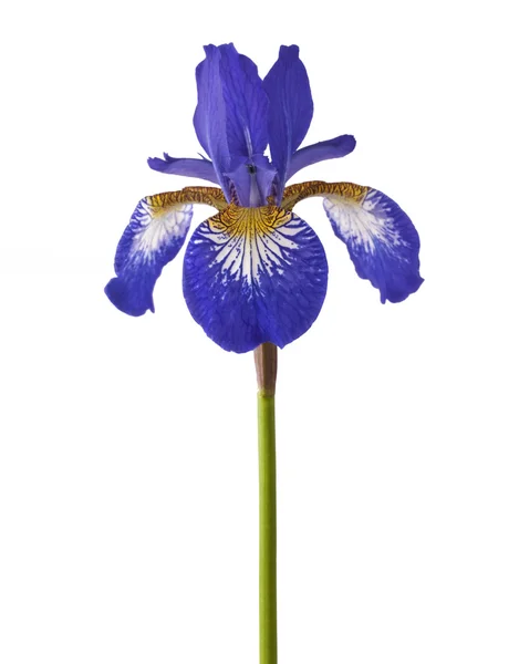 Iris — Stock fotografie