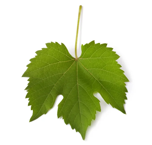 üzüm yaprağı