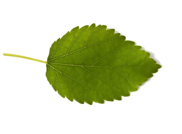 Mulberry  leaf — Stock Photo, Image