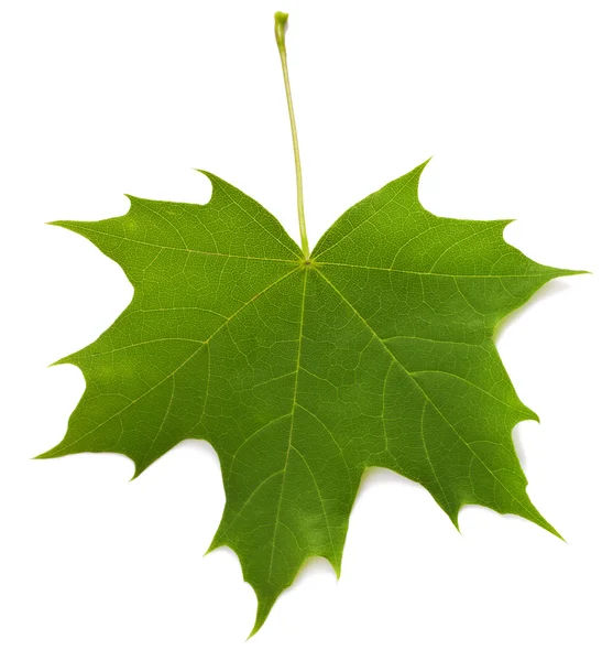 Maple leaf — Stock Photo, Image