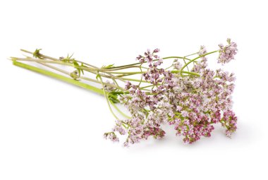 Valerian.