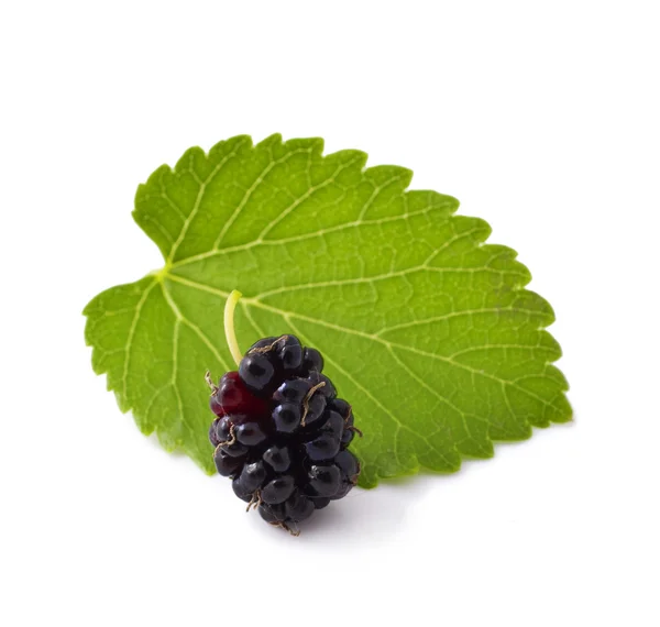 Mulberry — Stock Photo, Image