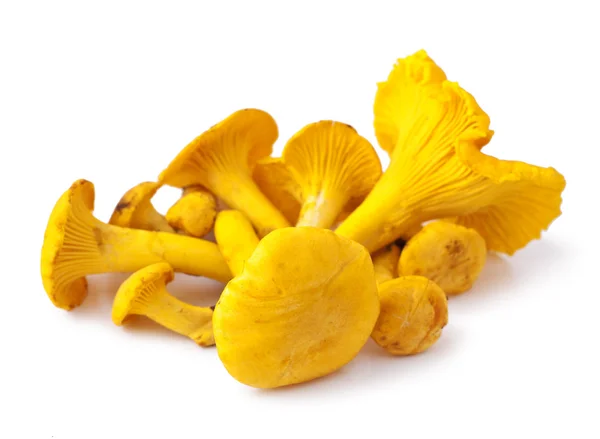 Chanterelle. — Fotografia de Stock