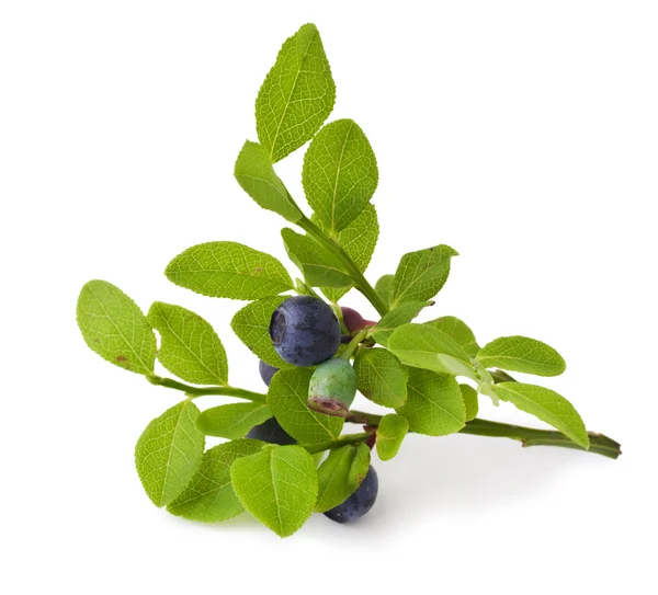 Blueberry — Stock Photo, Image