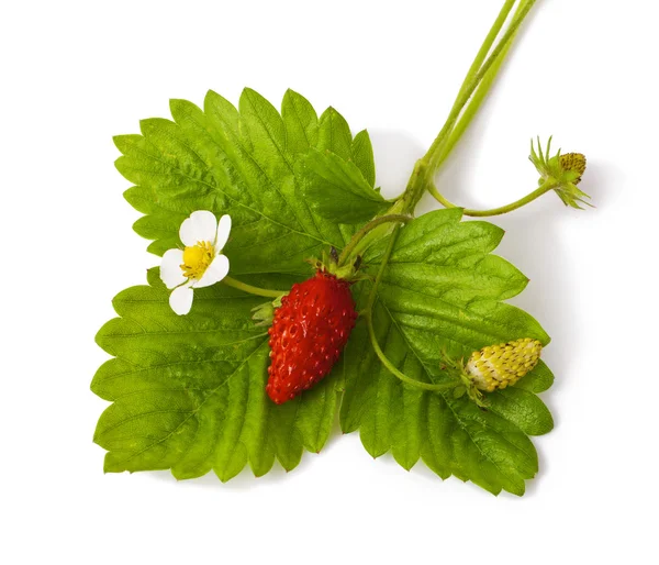 Wild strawberry — Stock Photo, Image