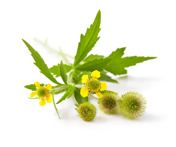 Wood avens — Stock Photo, Image