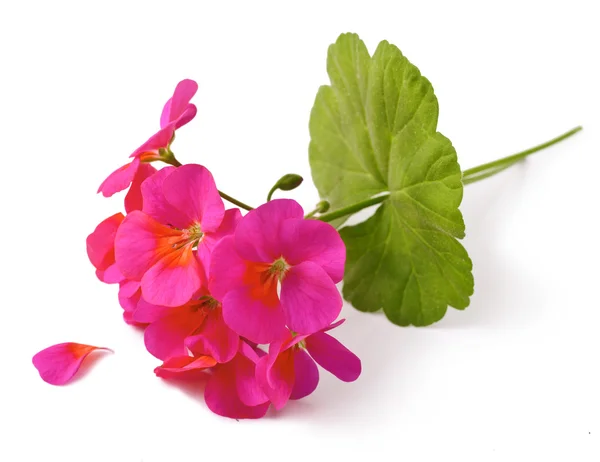 Geranium — Stock Photo, Image