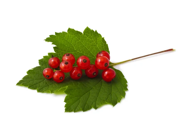 Rote Johannisbeeren — Stockfoto