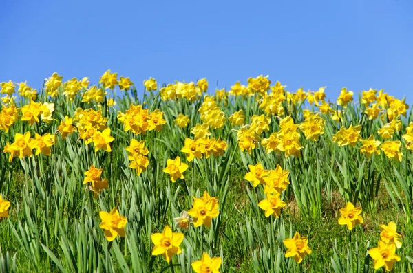 Primavera Narciso — Fotografia de Stock