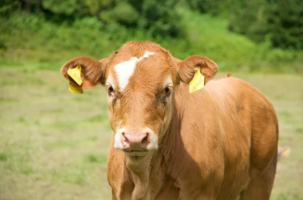 Ternero de vaca — Foto de Stock