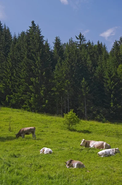 Vacche da prato alpino — Foto Stock