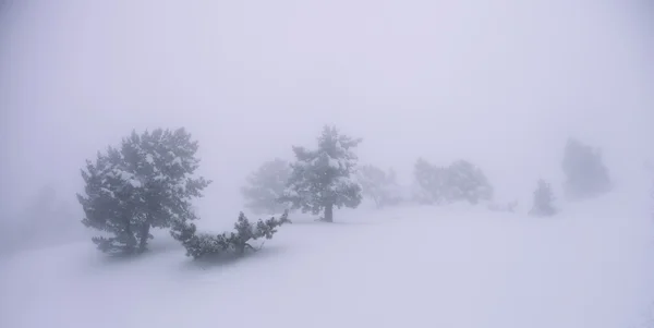 Trees in the snow in the fog