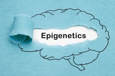 Word Epigenetics appearing behind ripped blue paper in drawn human brain. Developmental Psychology or Biology concept. clipart