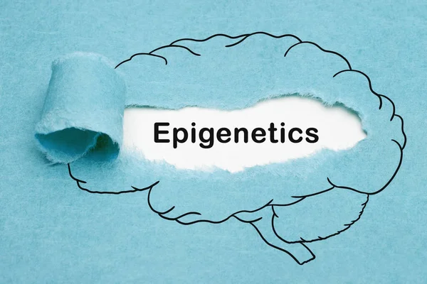 Word Epigenetics Appearing Ripped Blue Paper Drawn Human Brain Developmental — Stock Photo, Image