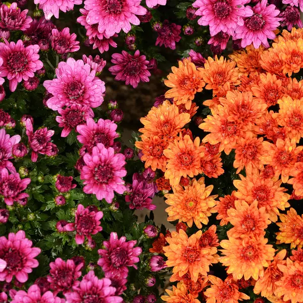 Orange and purple chrysanthemum flowers