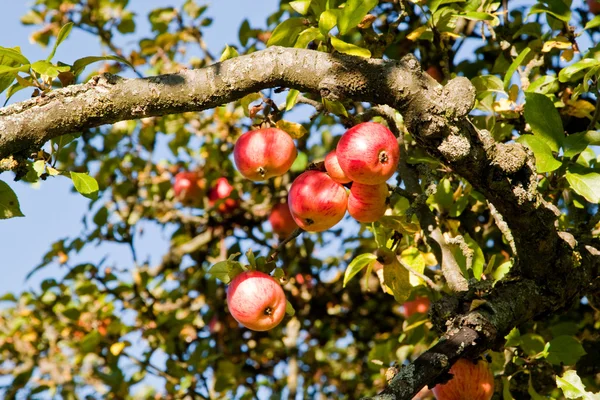 Apples on a tree — Stock Photo, Image