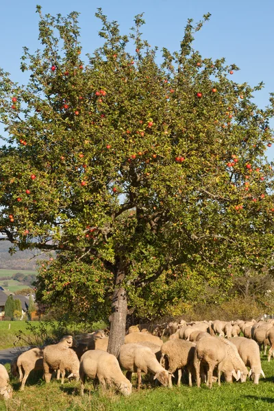 一棵苹果树的羊 — 图库照片