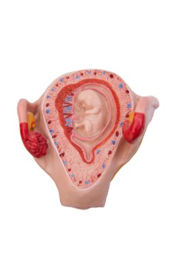 Pregnancy 2nd month