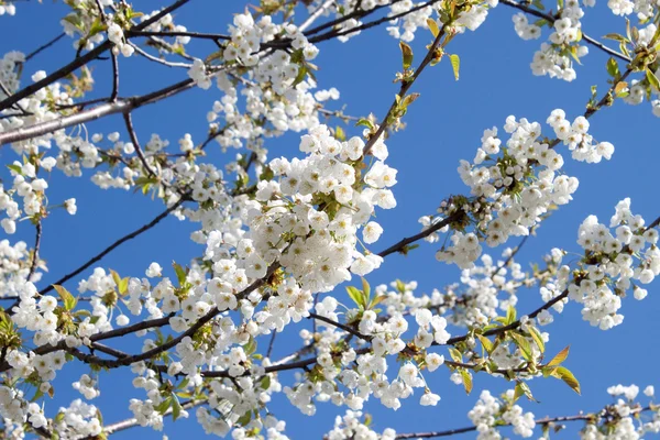 Flores de cerezo — Foto de Stock